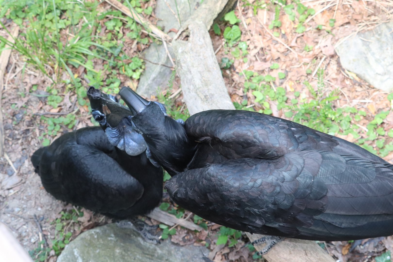 African Journey - Abyssinian Ground Hornbills