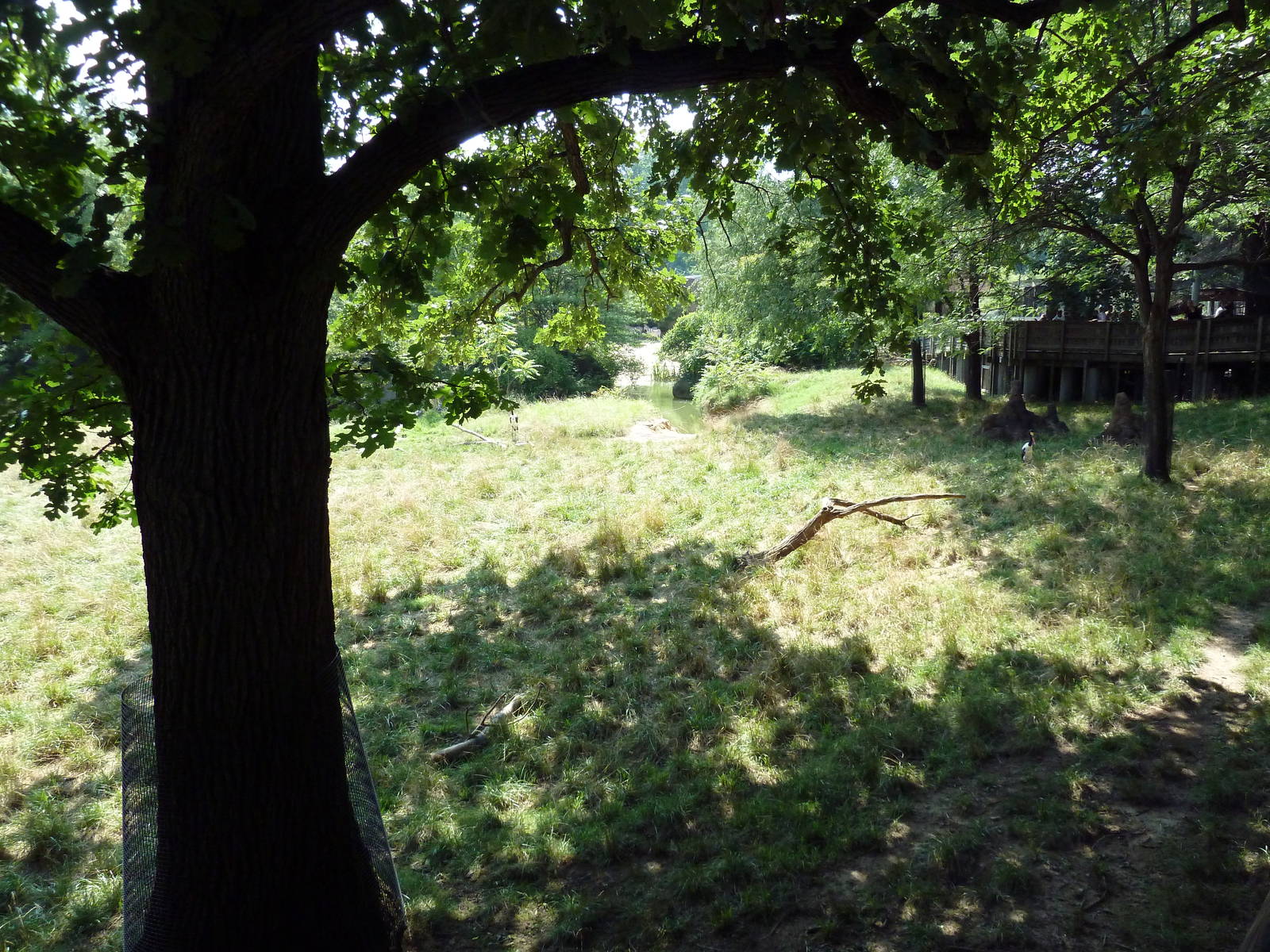 African Journey - Addra Gazelle/Kudu/Saddle-Billed Stork Exhibit