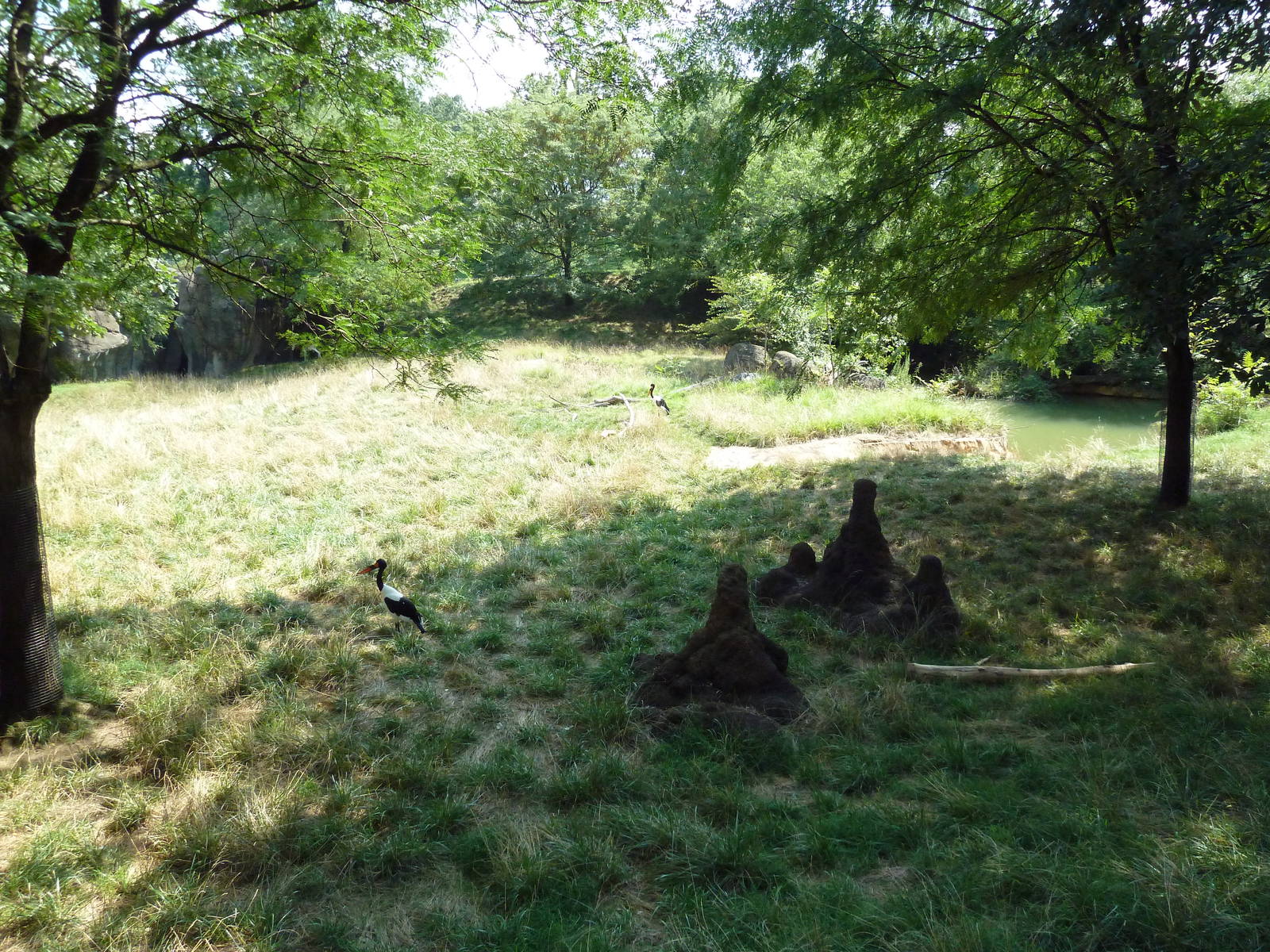African Journey - Addra Gazelle/Kudu/Saddle-Billed Stork Exhibit