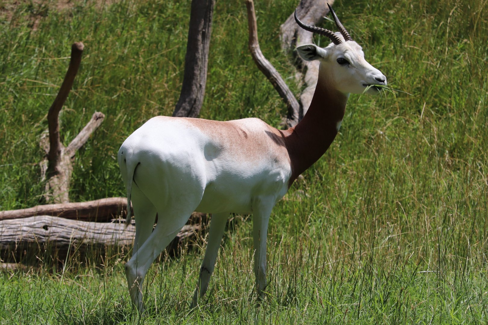 African Journey - Addra Gazelle