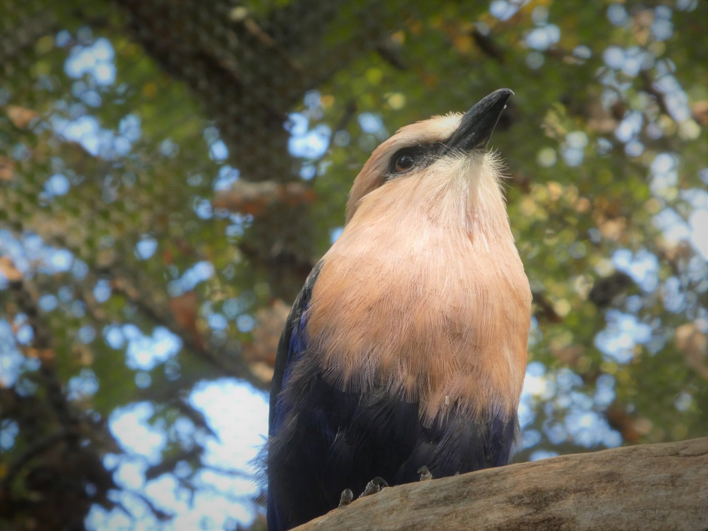 African Journey - African Aviary - Blue-bellied Roller