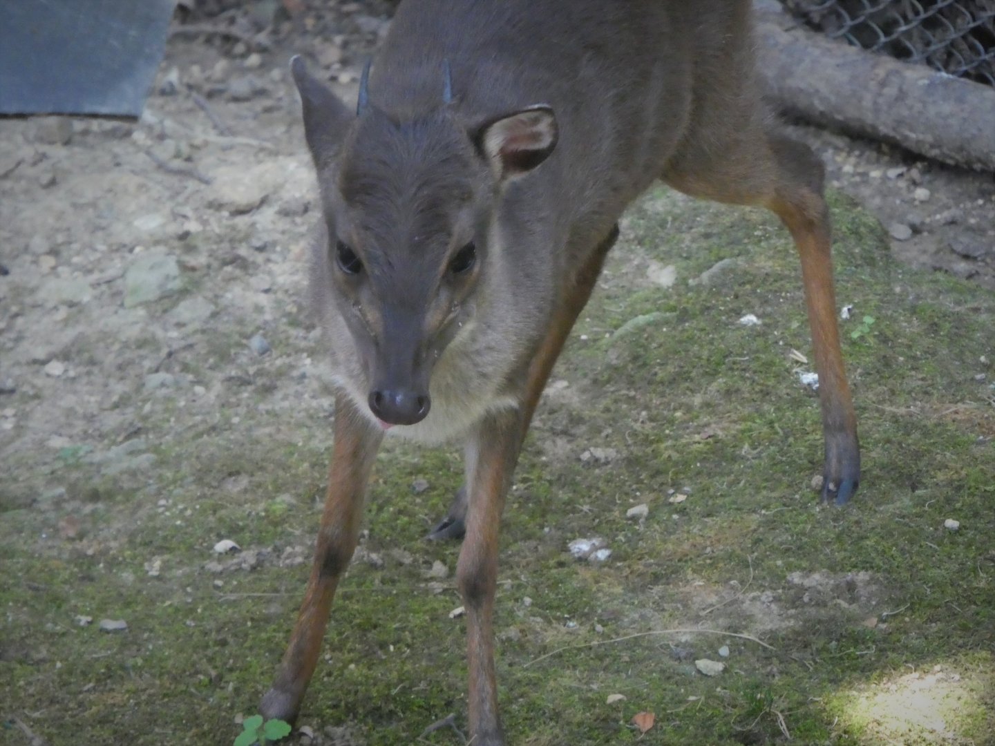 African Journey - African Aviary - Blue Duiker - LJ