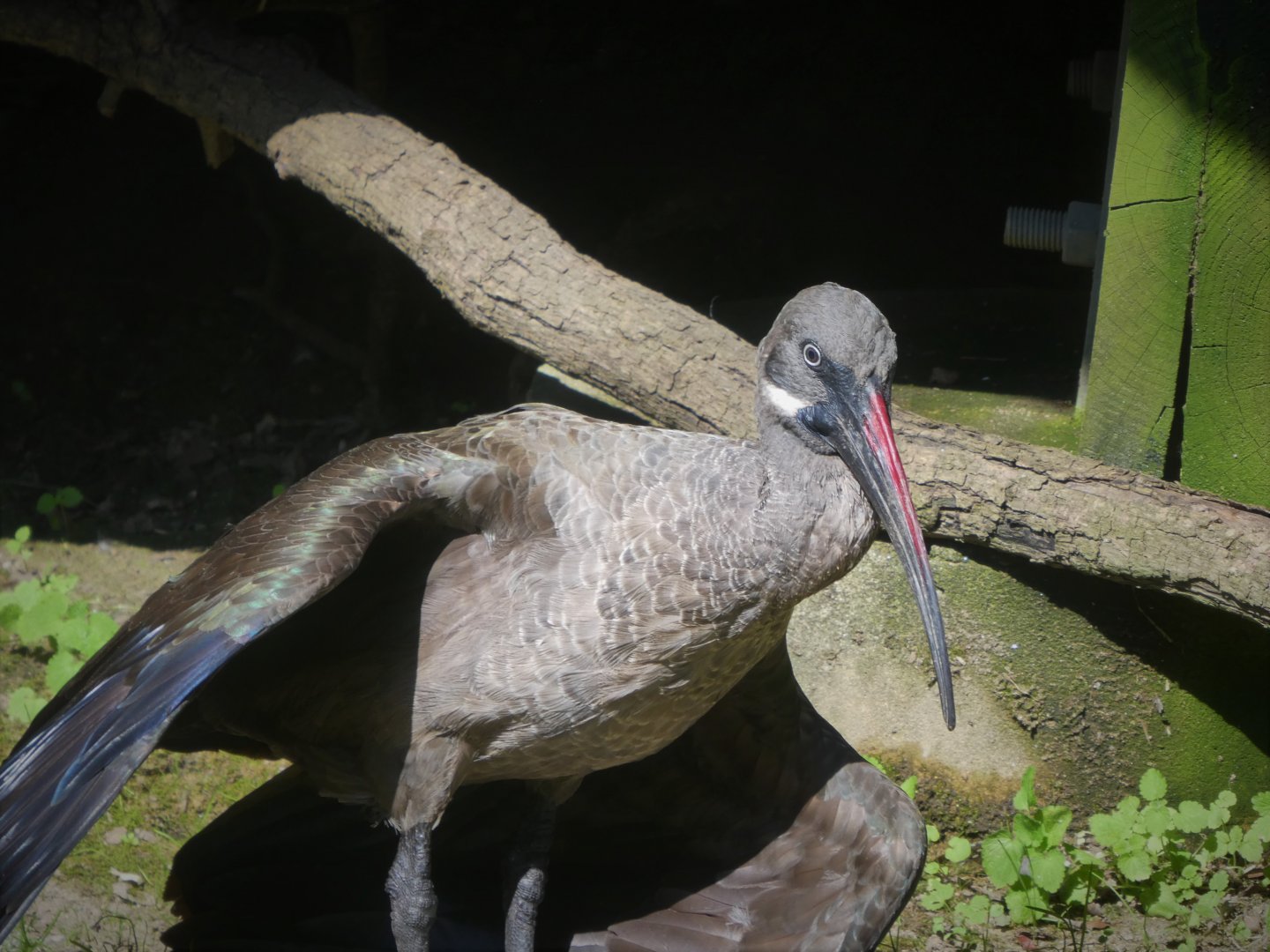 African Journey - African Aviary - Hadada Ibis