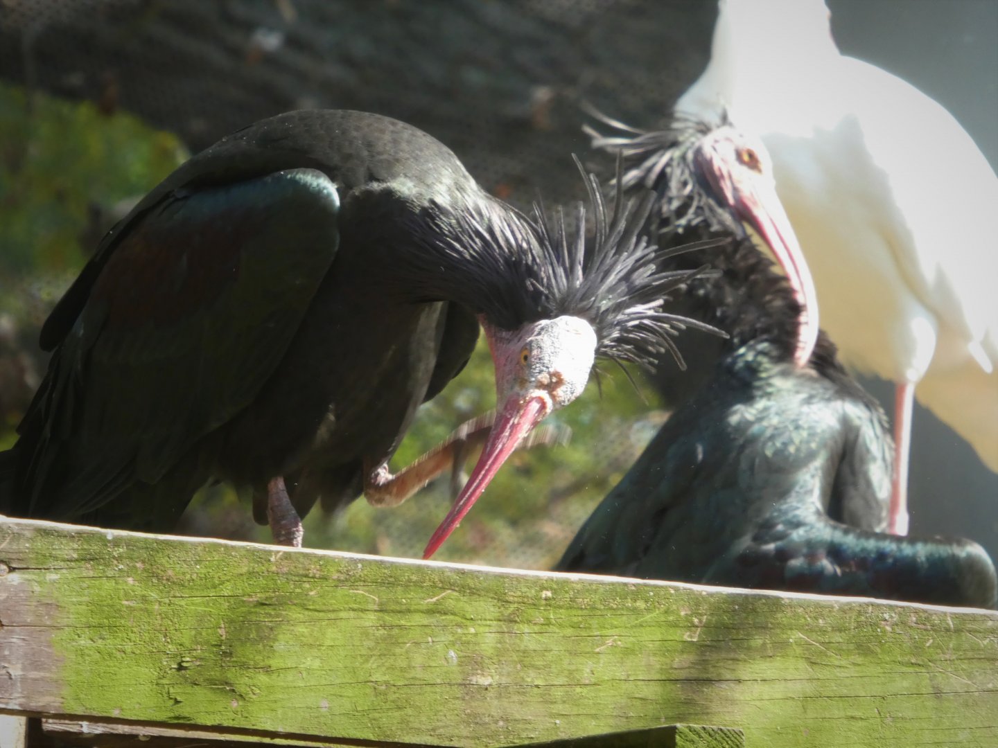 African Journey - African Aviary - Northern Bald Ibises