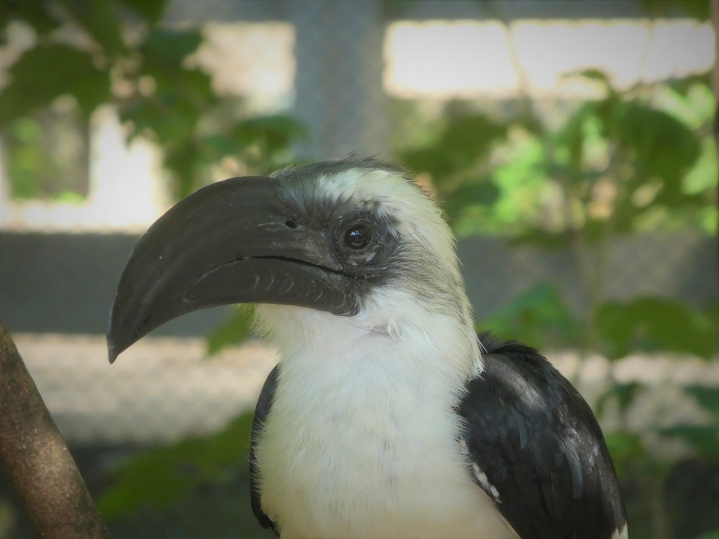 African Journey - African Aviary - Von Der Decken's Hornbill