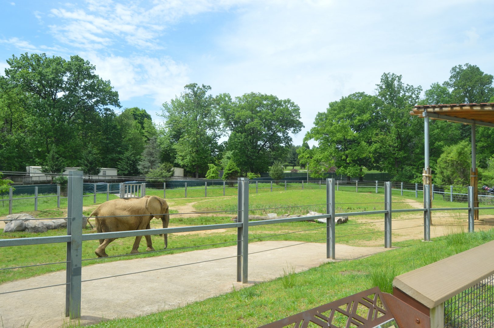 African Journey - African Bush Elephant Exhibit