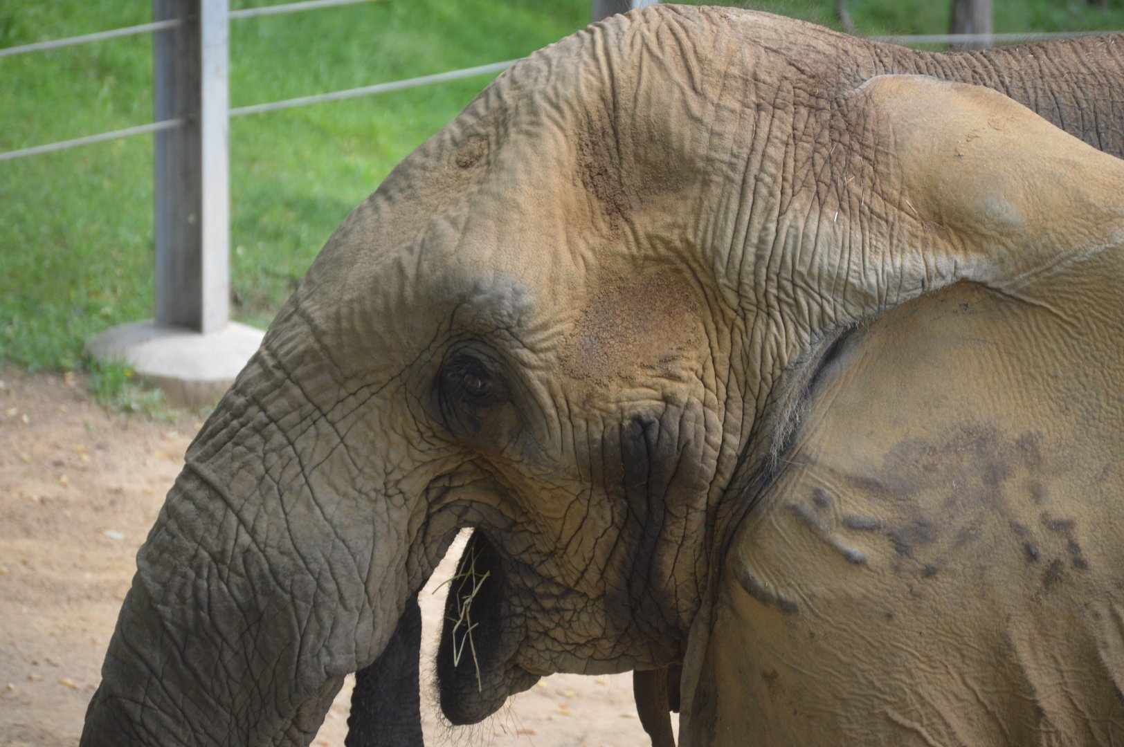African Journey - African Bush Elephant (Loxodonta africana)