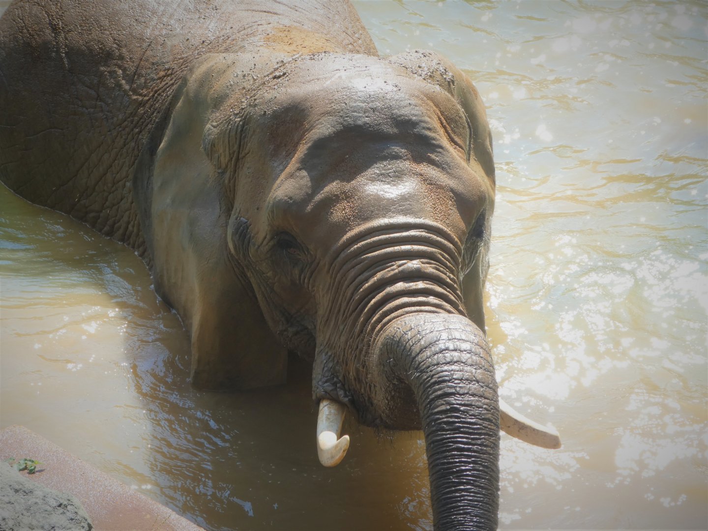 African Journey - African Bush Elephant
