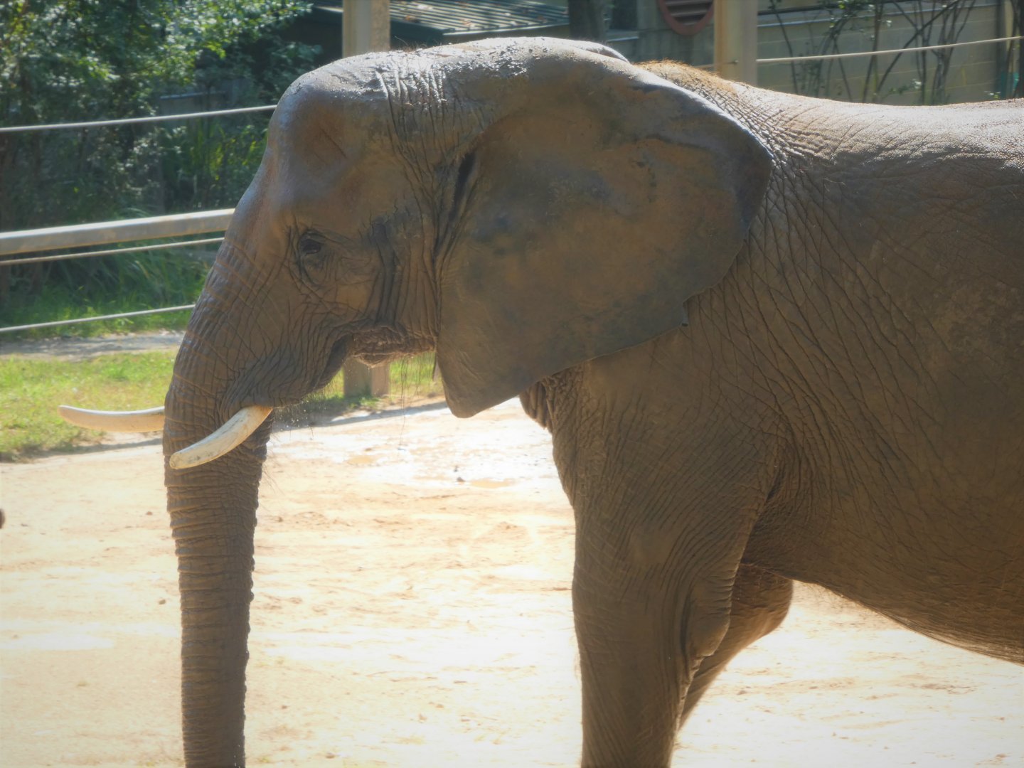 African Journey - African Bush Elephant