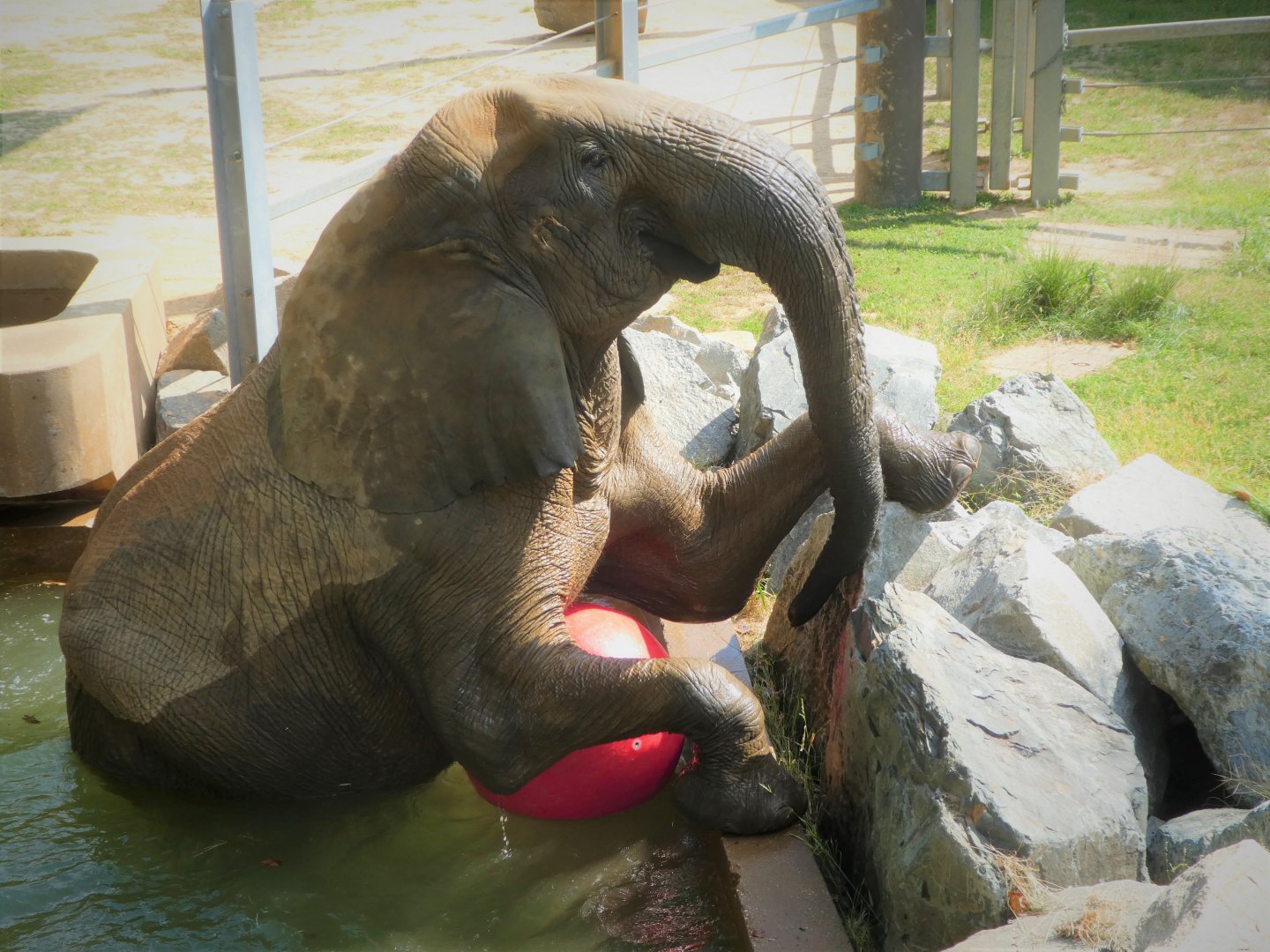 African Journey - African Bush Elephant