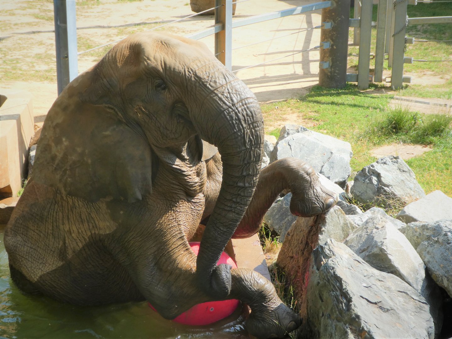 African Journey - African Bush Elephant