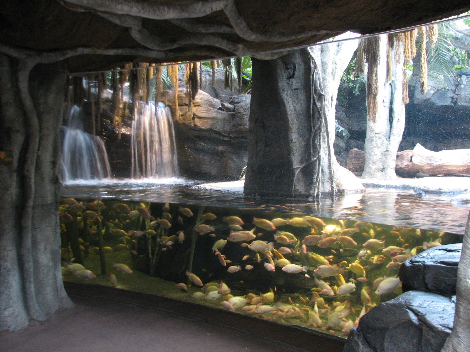 African Journey - African Dwarf Crocodile Exhibit