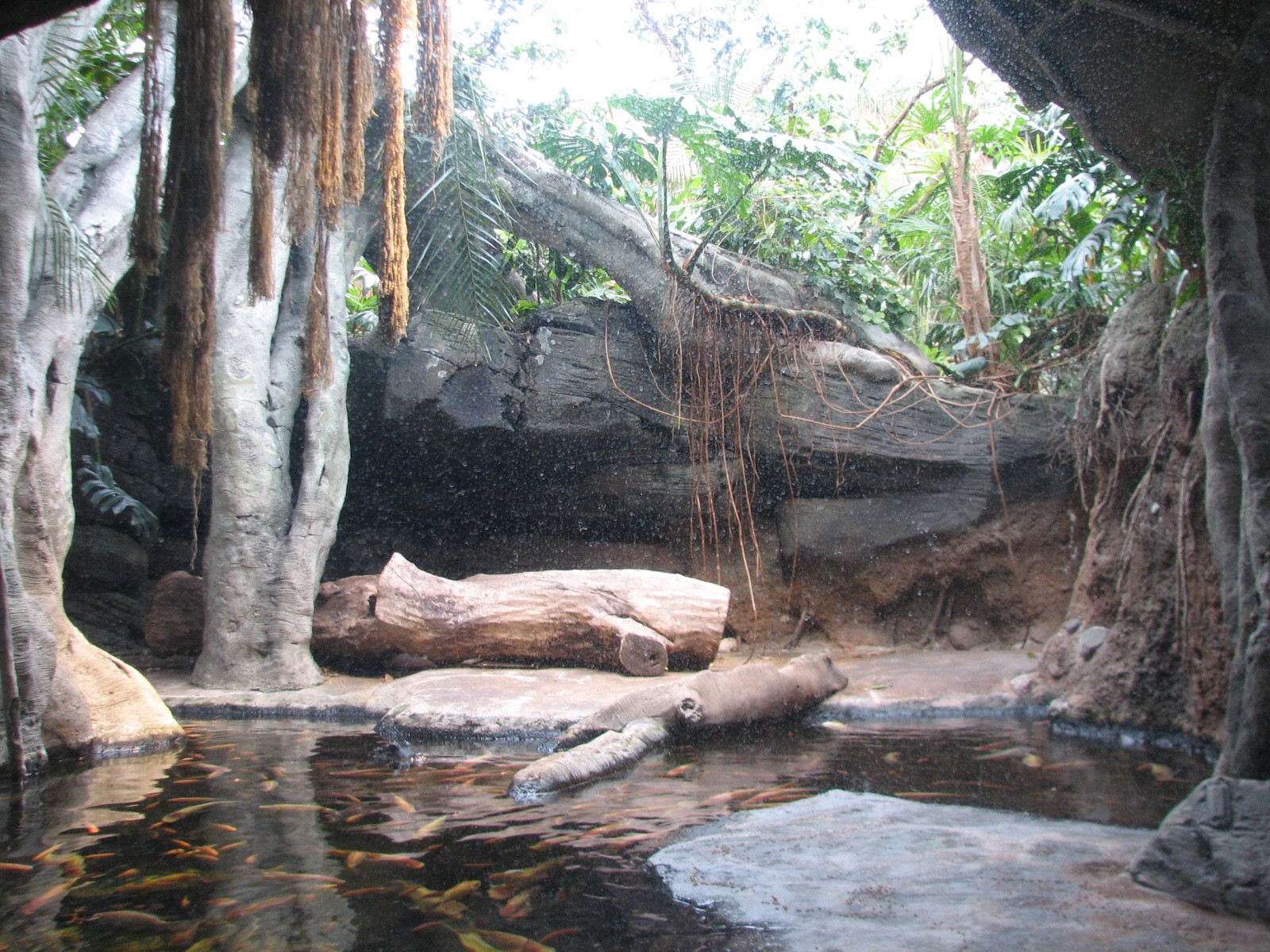 African Journey - African Dwarf Crocodile Exhibit