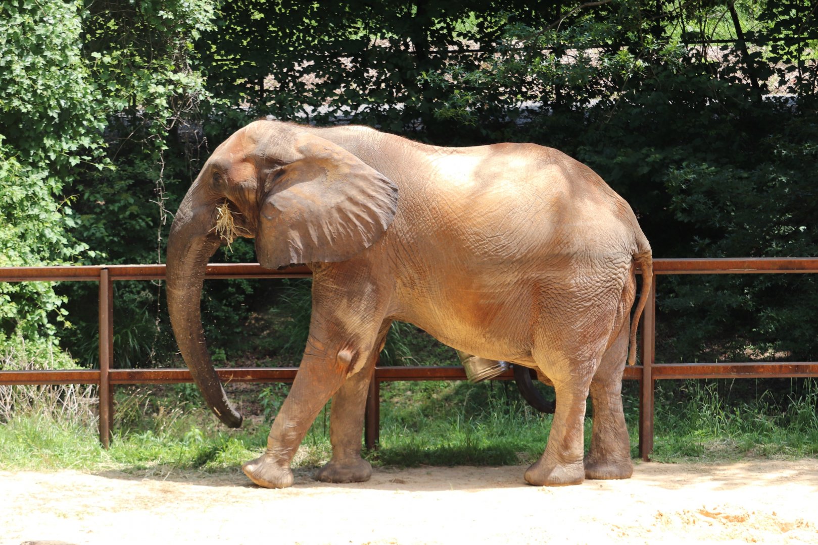 African Journey - African Elephant