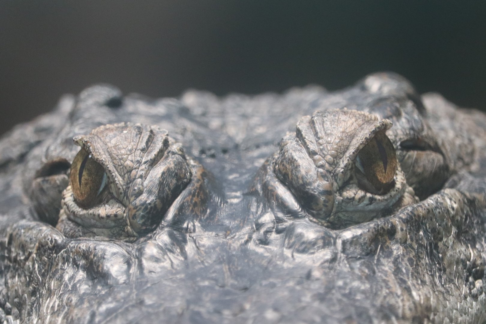 African Journey - African Slender-Snouted Crocodile