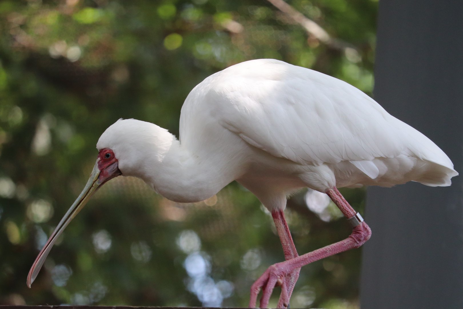 African Journey - African Spoonbill