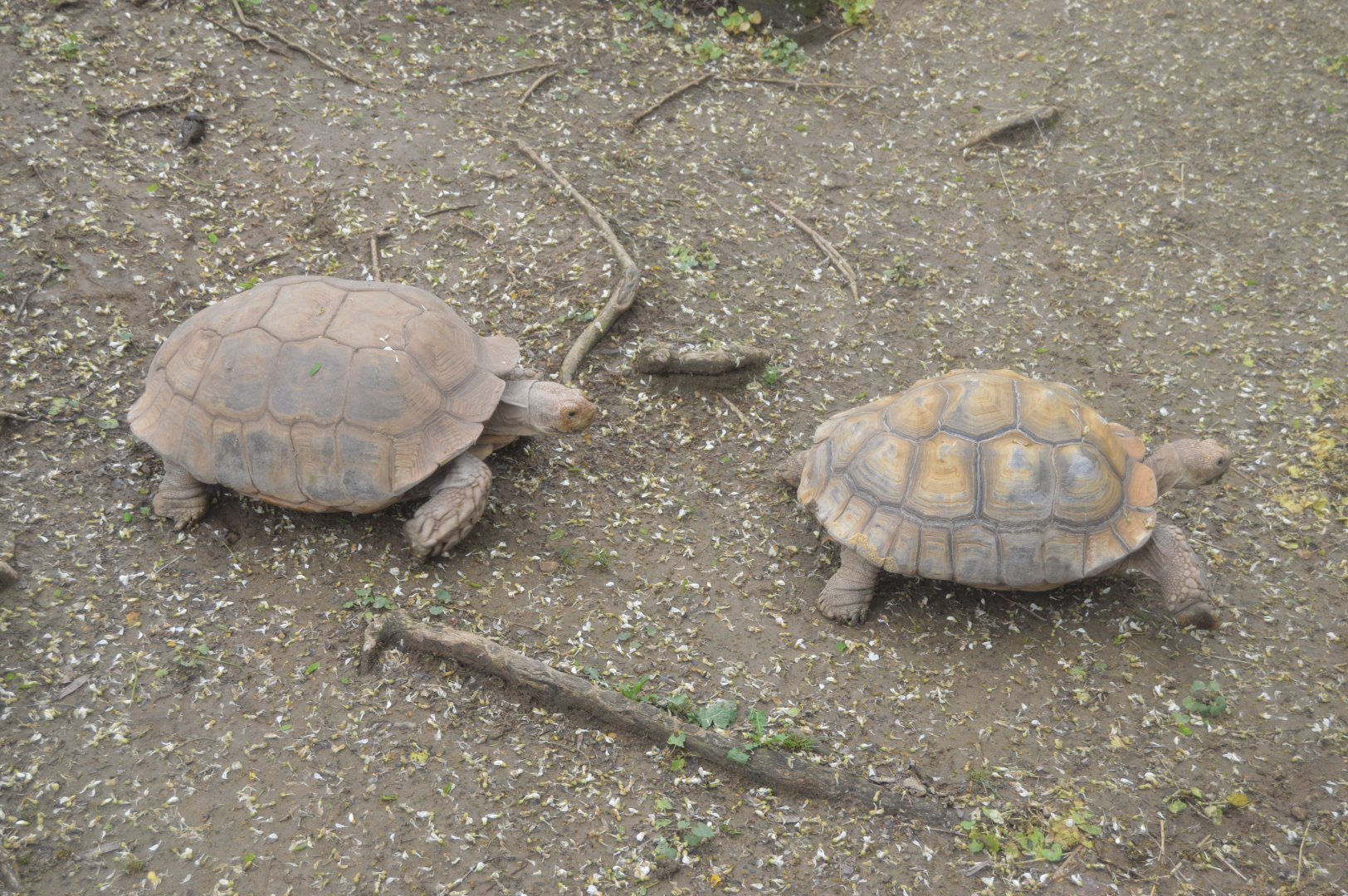 African Journey - African Spurred Tortoise (Centrochelys sulcata)