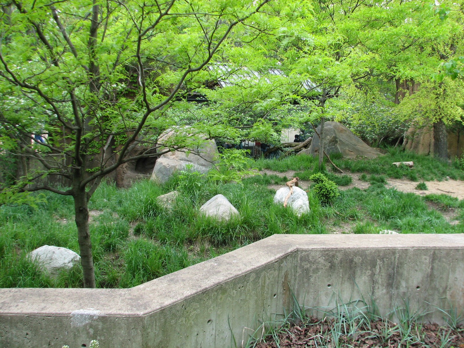 African Journey - African Wild Dog Exhibit