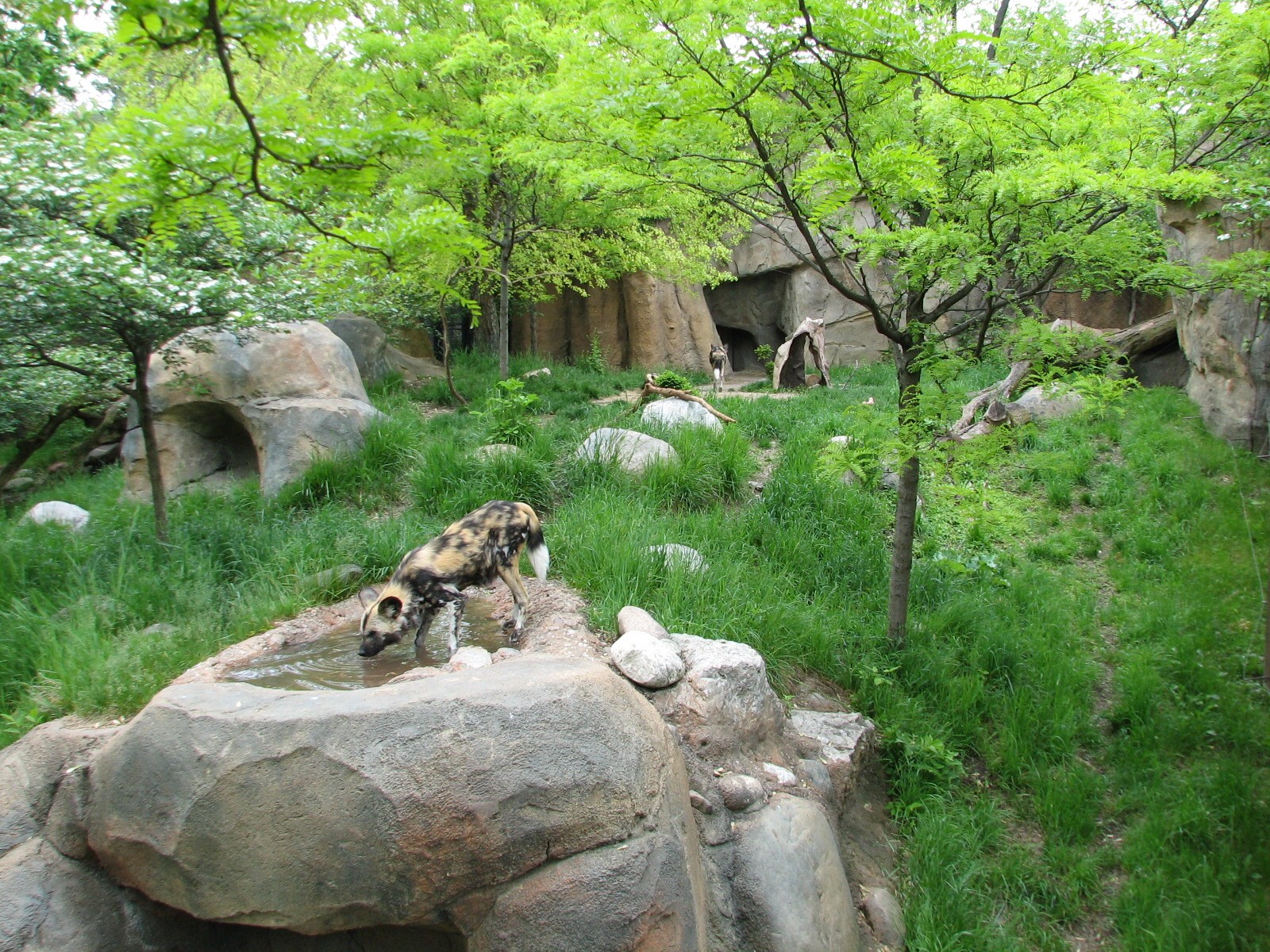 African Journey - African Wild Dog Exhibit