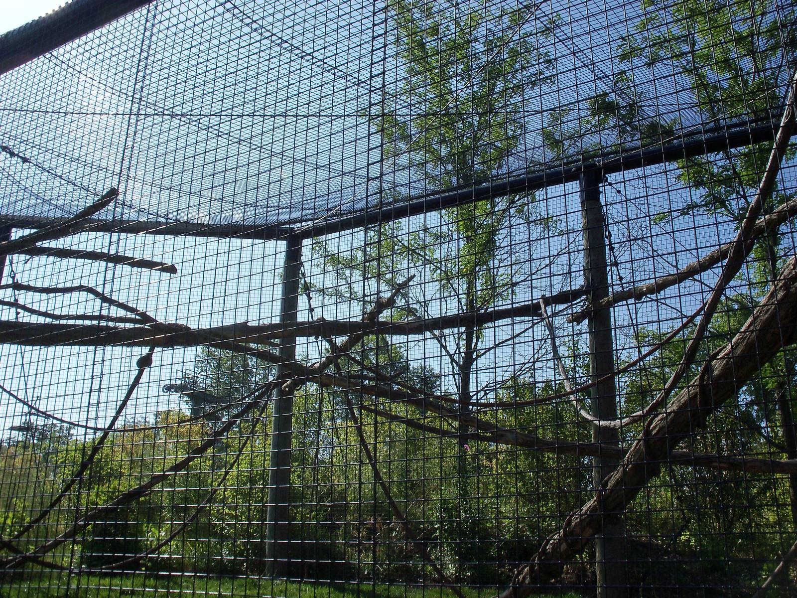African Journey - Allen's Swamp Monkey Exhibit
