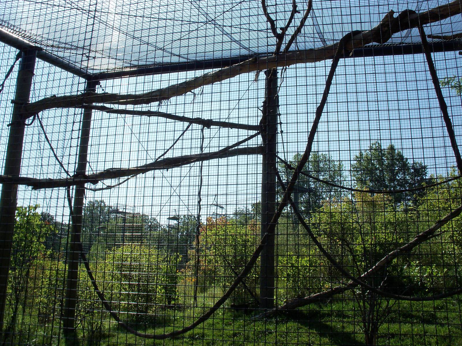 African Journey - Allen's Swamp Monkey Exhibit