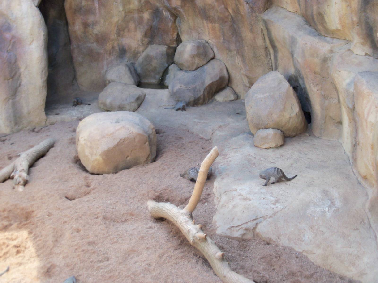 African Journey - Banded Mongoose Exhibit