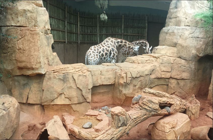 African Journey - Baringo Giraffes + Meerkat Exhibit