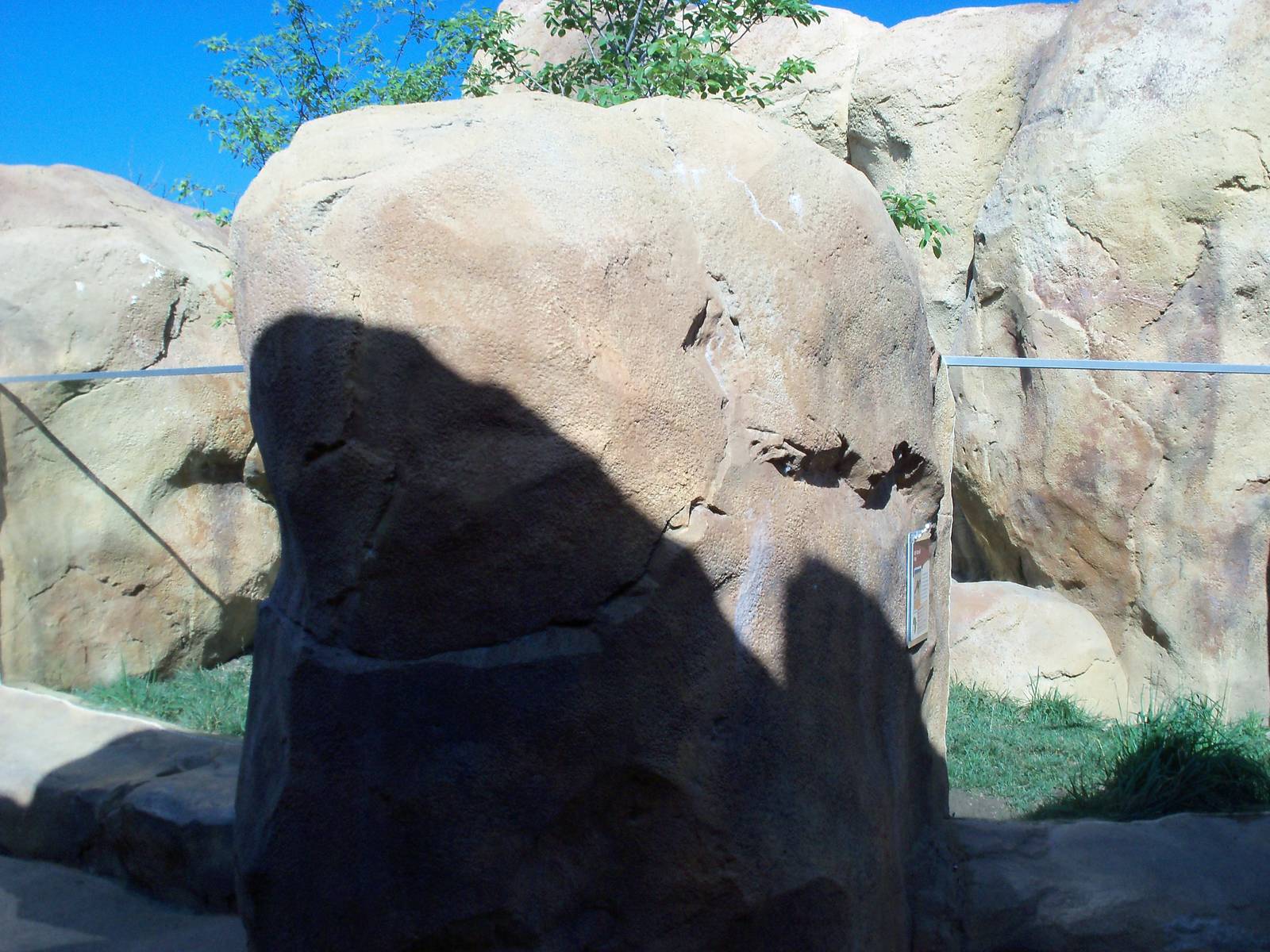 African Journey - Bat-Eared Fox Exhibit