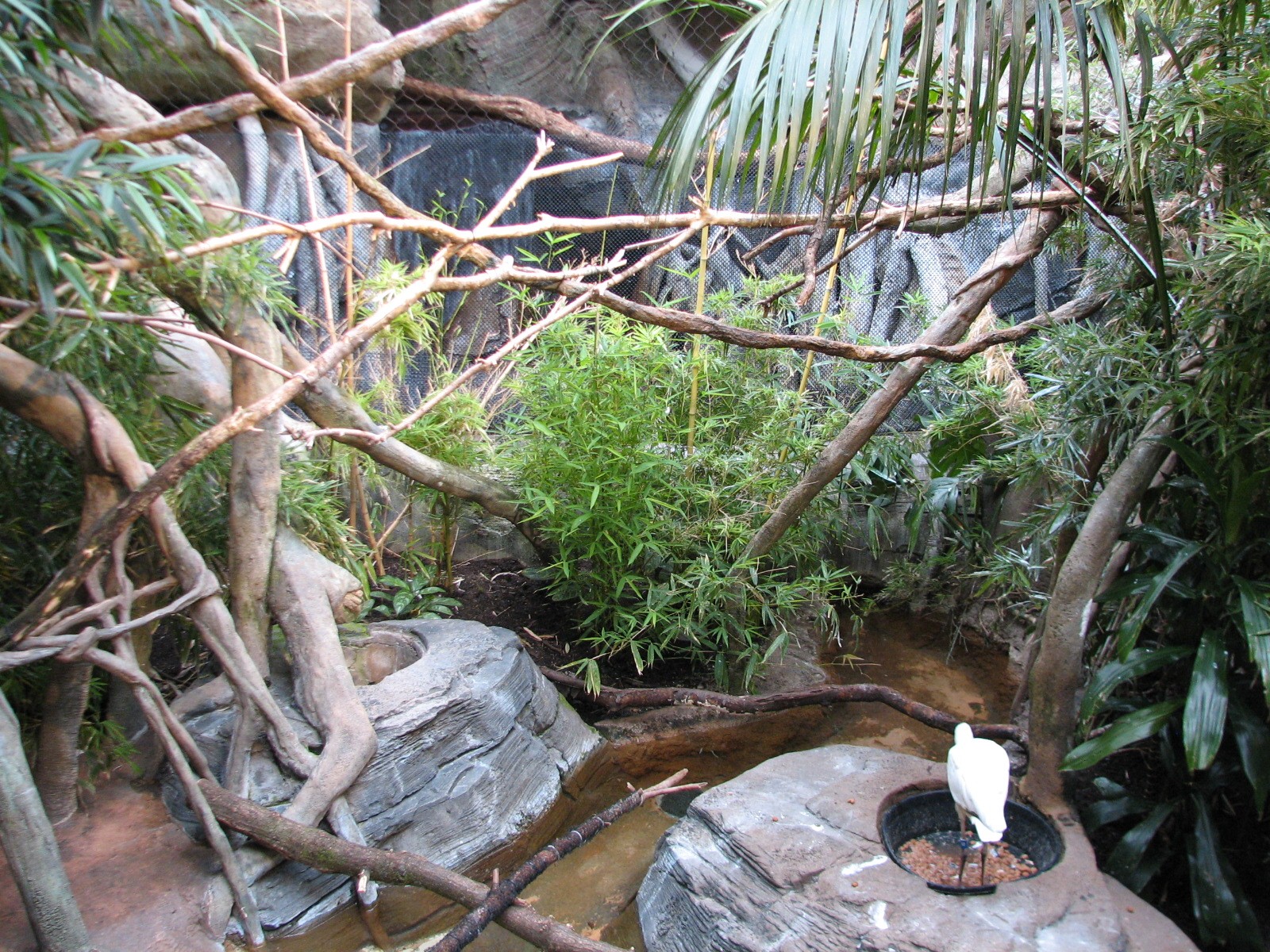 African Journey - Bird Exhibit