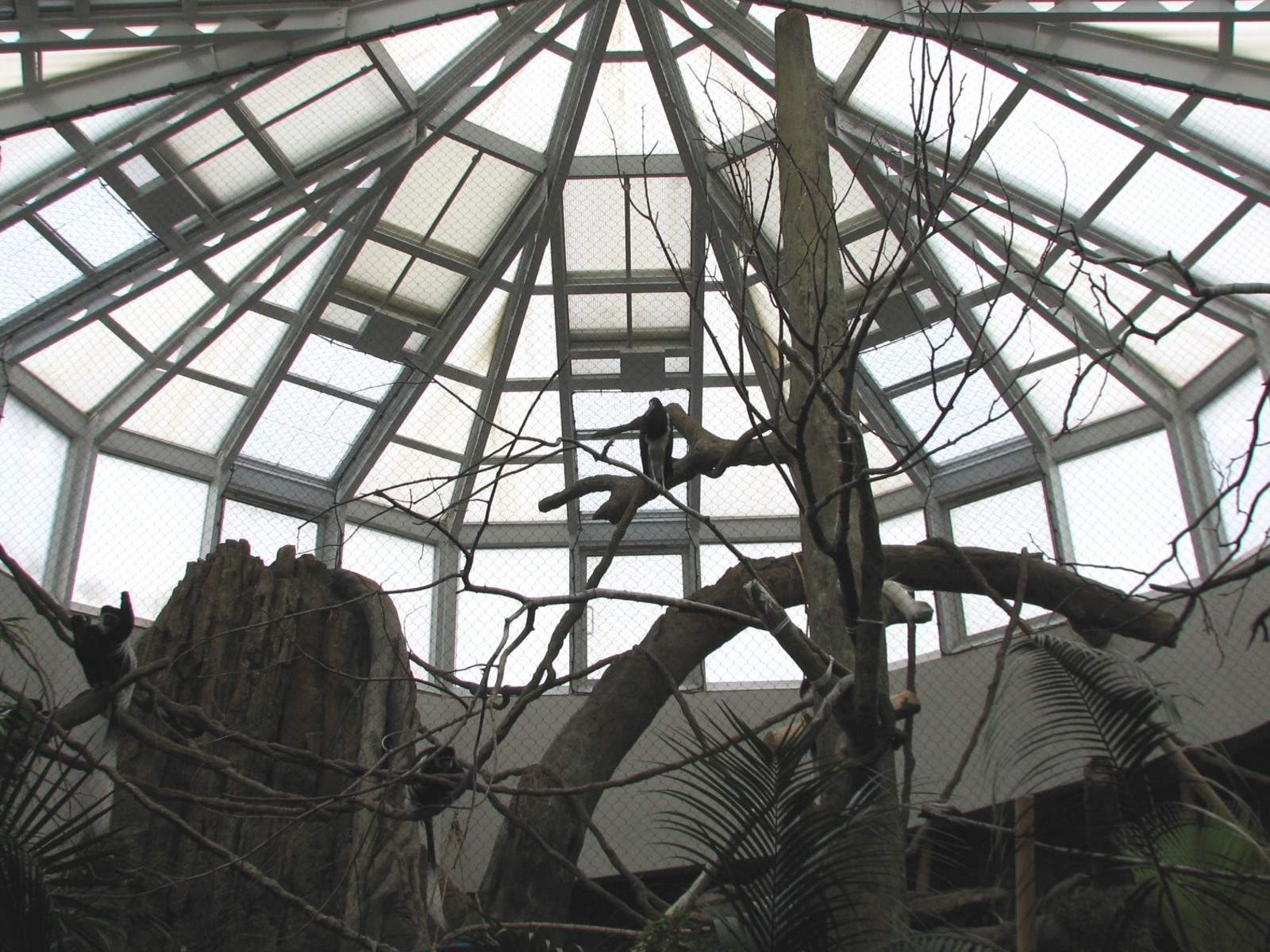 African Journey - Black-and-White Colobus Monkey Exhibit