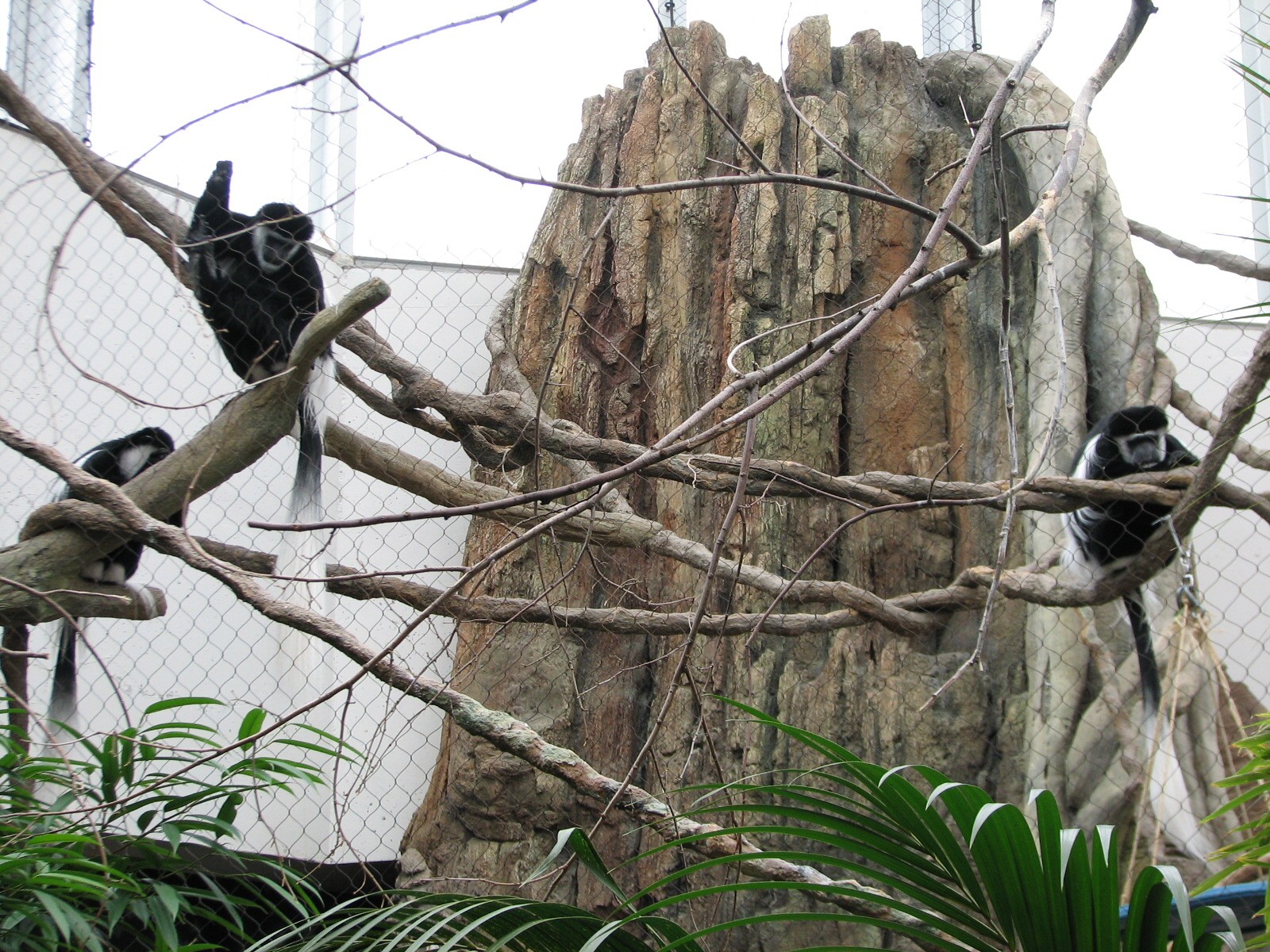 African Journey - Black-and-White Colobus Monkey Exhibit