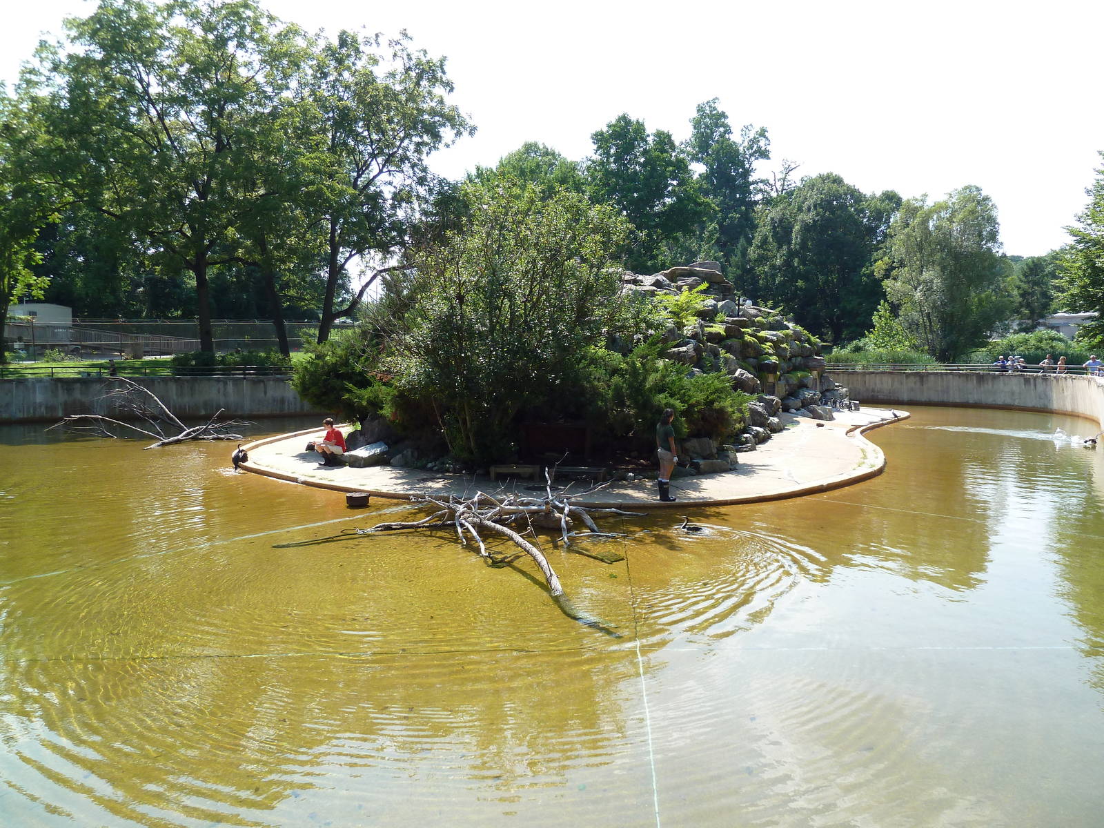 African Journey - Black-Footed Penguin/White-Breasted Cormorant Exhibit