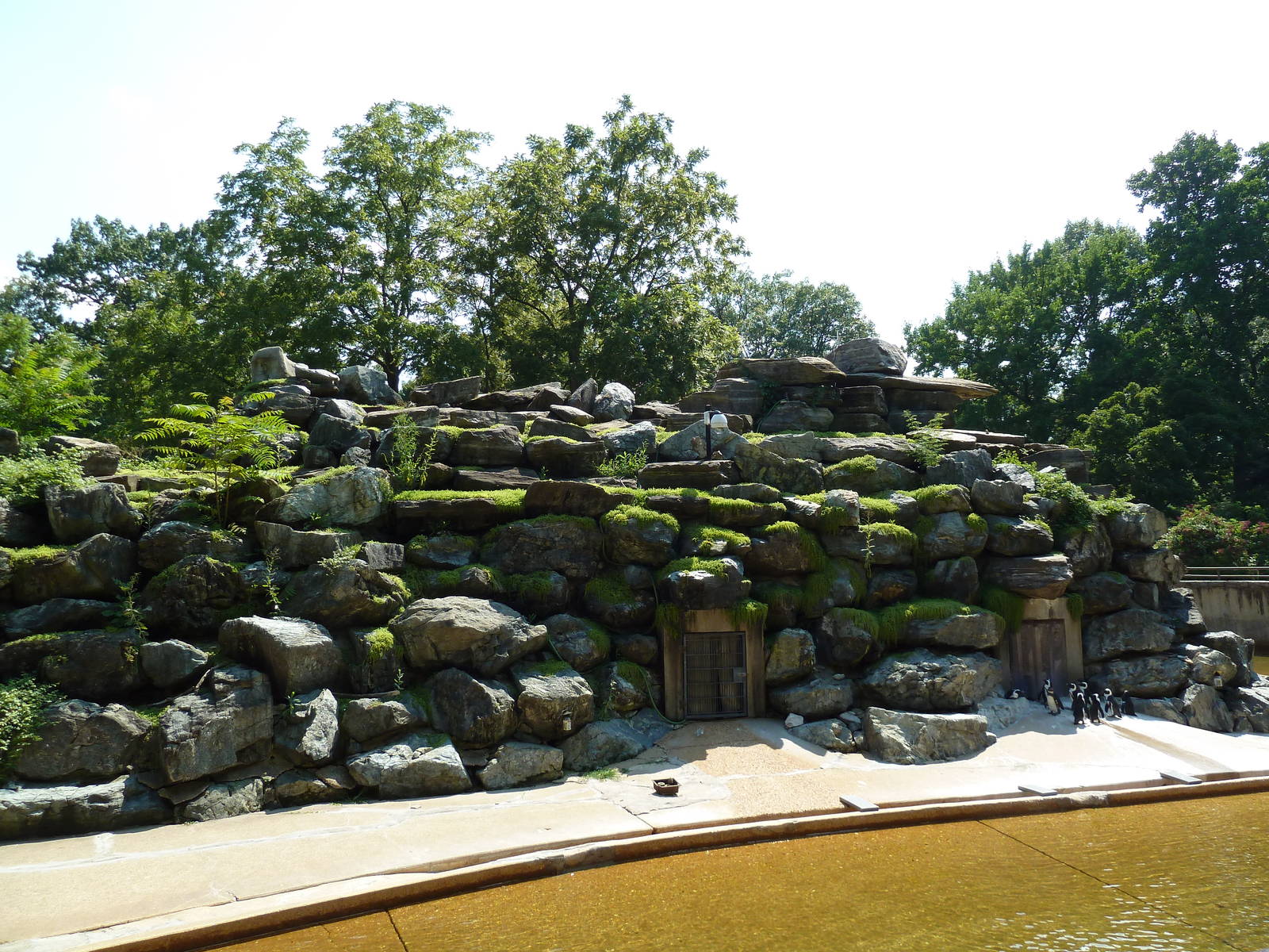 African Journey - Black-Footed Penguin/White-Breasted Cormorant Exhibit