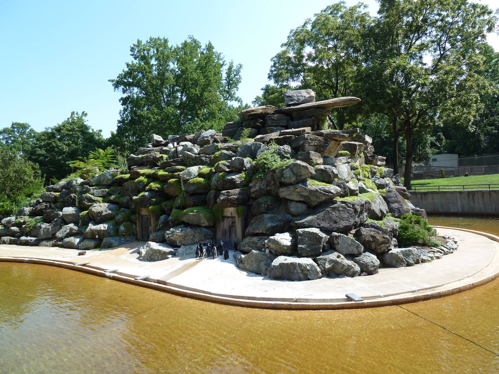African Journey - Black-Footed Penguin/White-Breasted Cormorant Exhibit