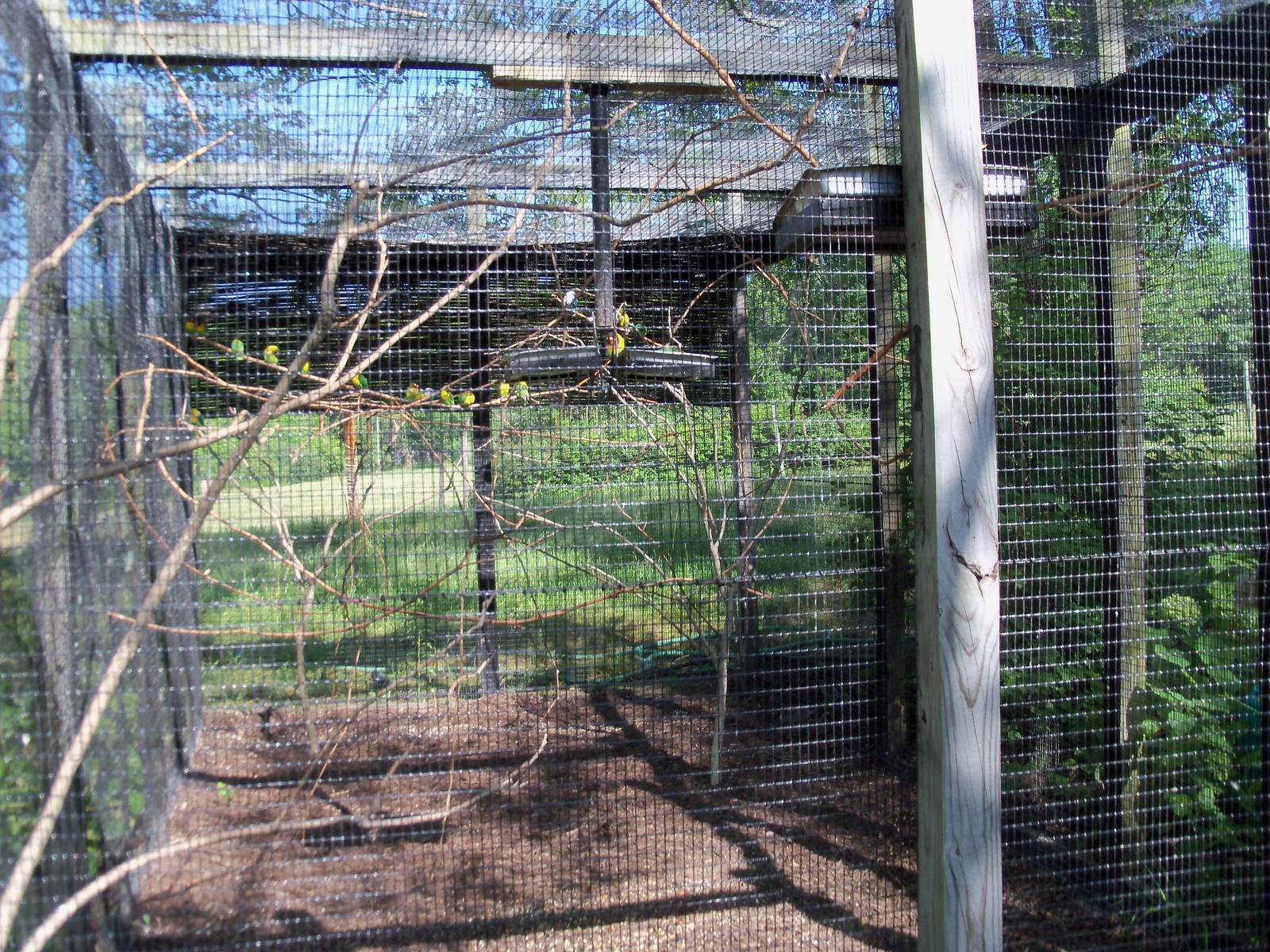 African Journey - Black-Masked Lovebird Exhibit