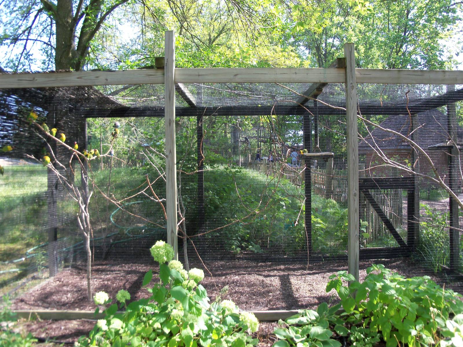 African Journey - Black-Masked Lovebird Exhibit