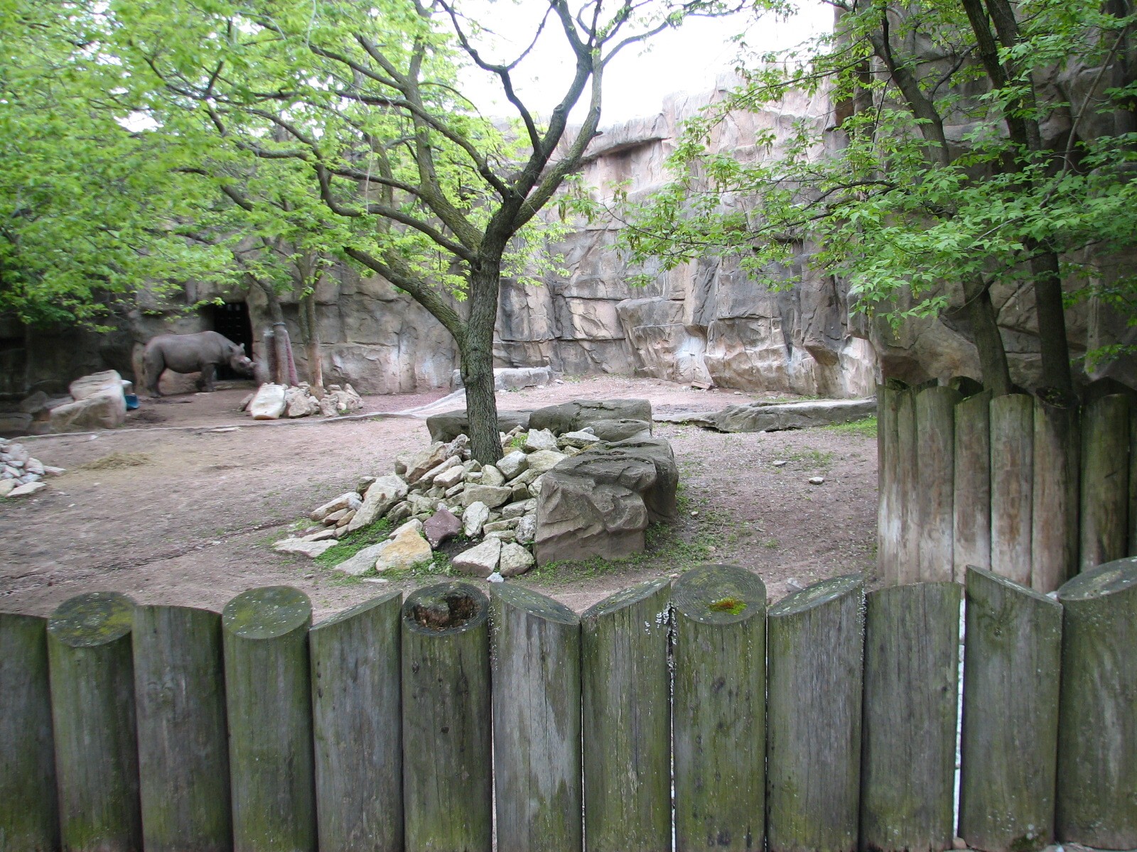 African Journey - Black Rhinoceros Exhibit 3