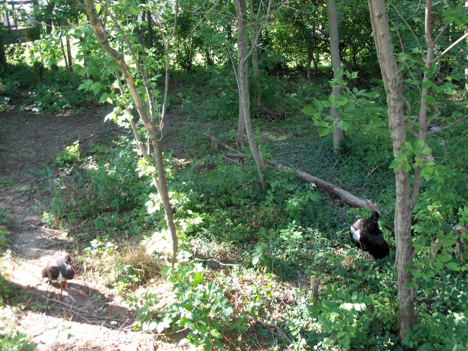 African Journey - Black Stork Exhibit