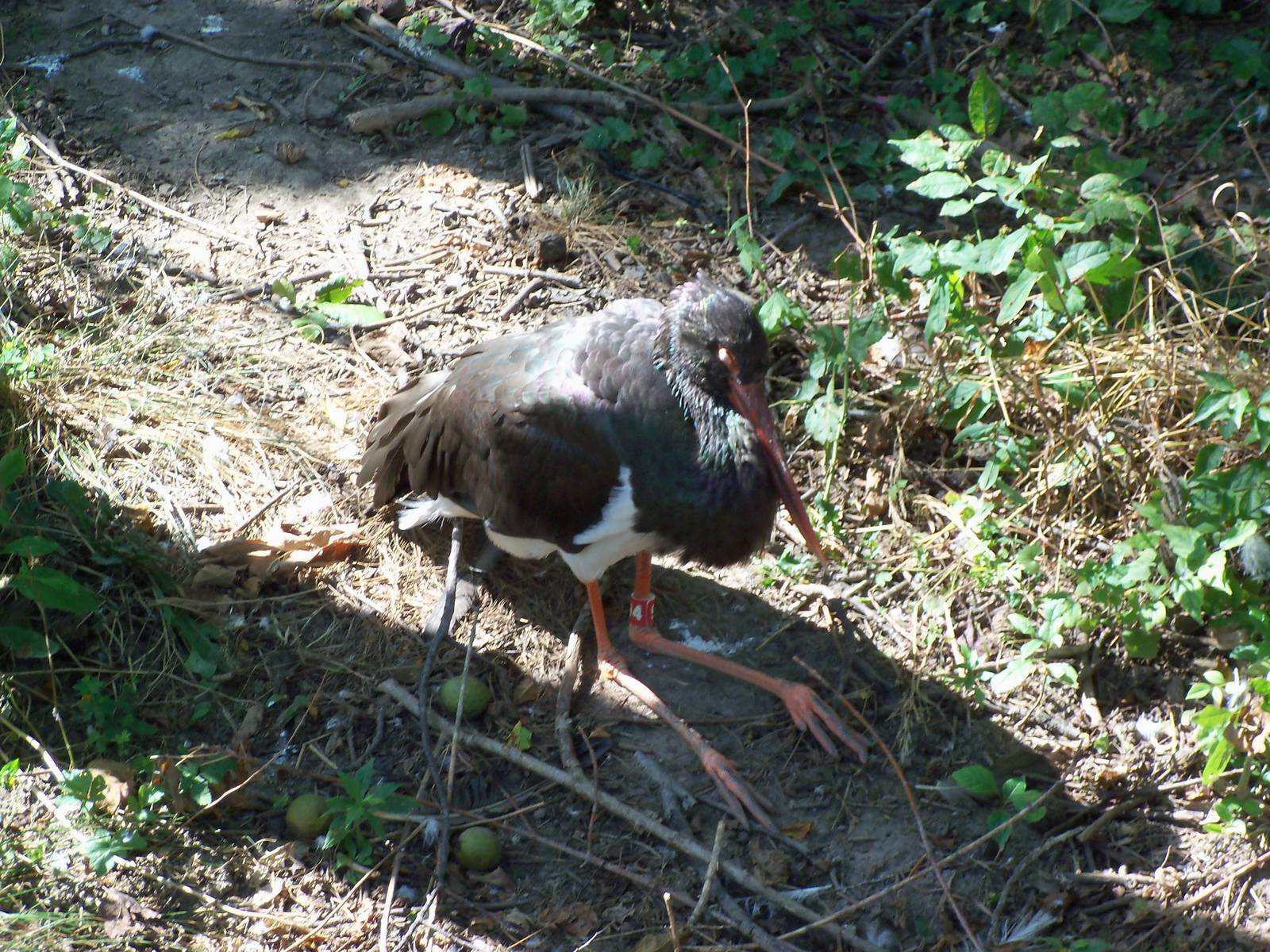 African Journey - Black Stork