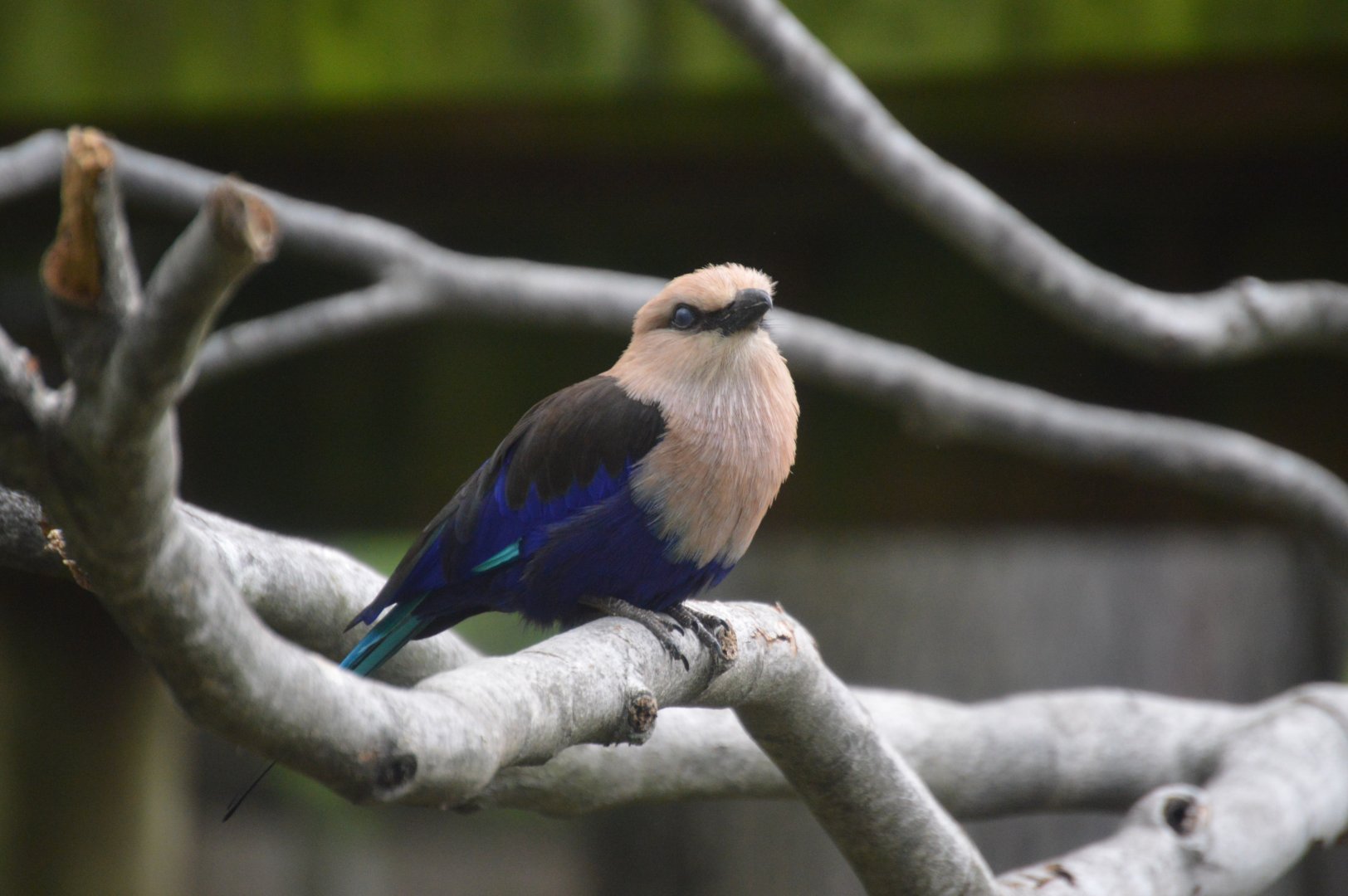 African Journey - Blue-bellied Roller (Coracias cyanogaster)