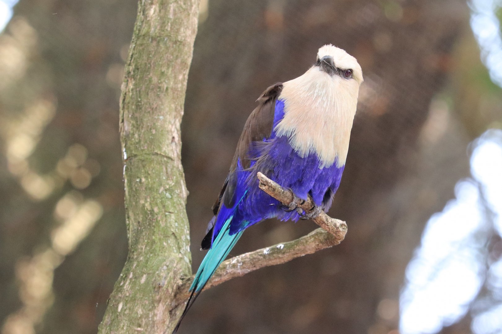 African Journey - Blue-Bellied Roller