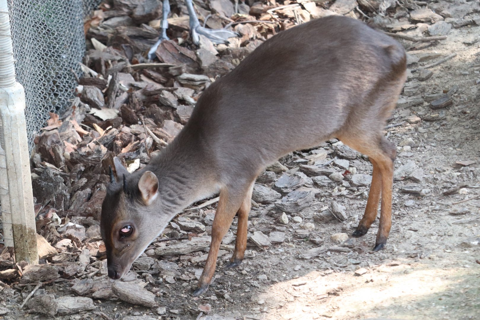 African Journey - Blue Duiker
