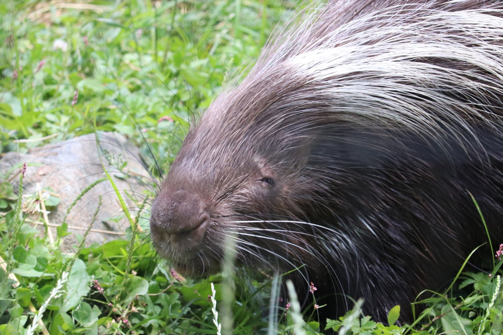 African Journey - Cape Porcupine