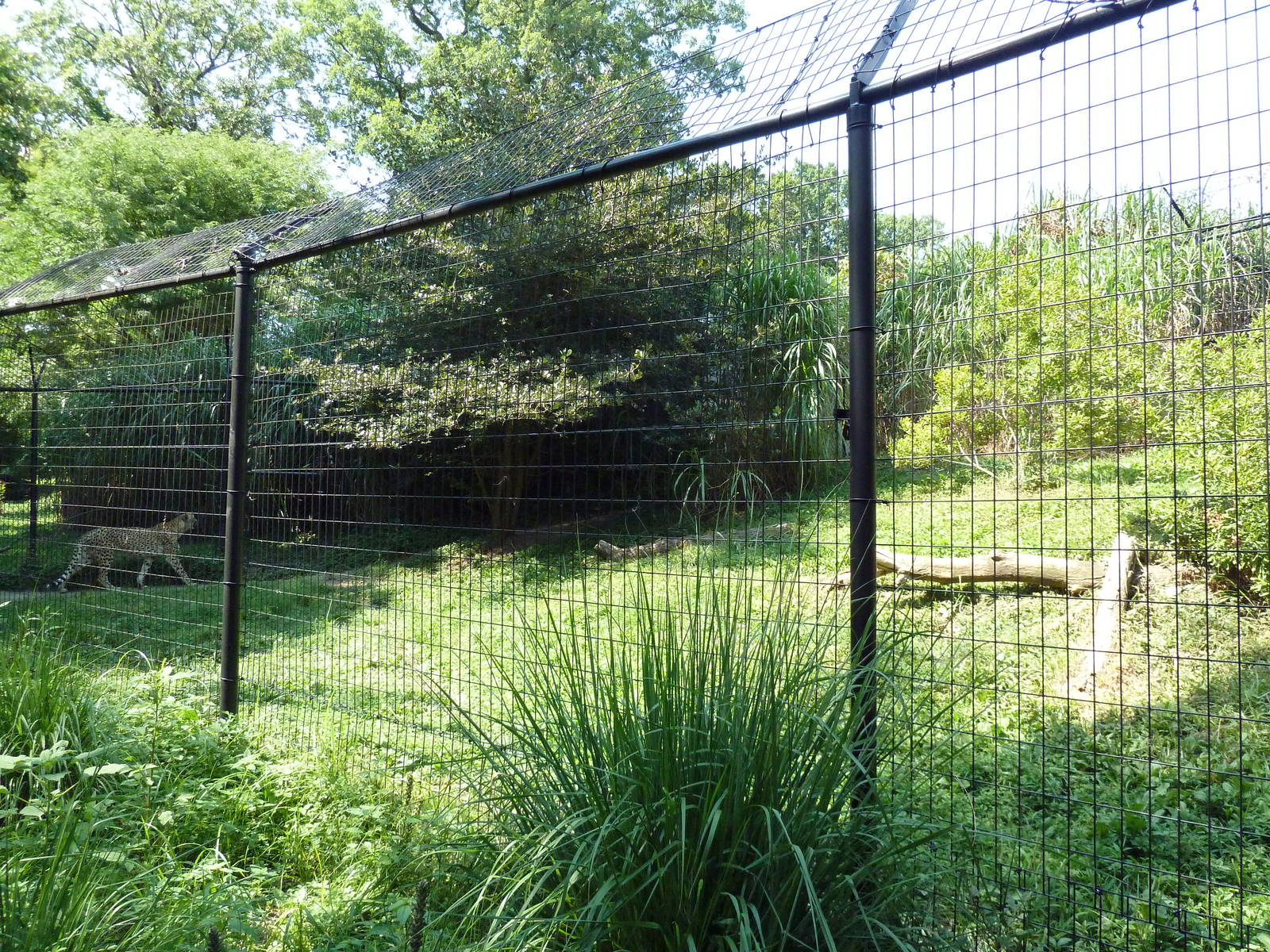 African Journey - Cheetah Exhibit