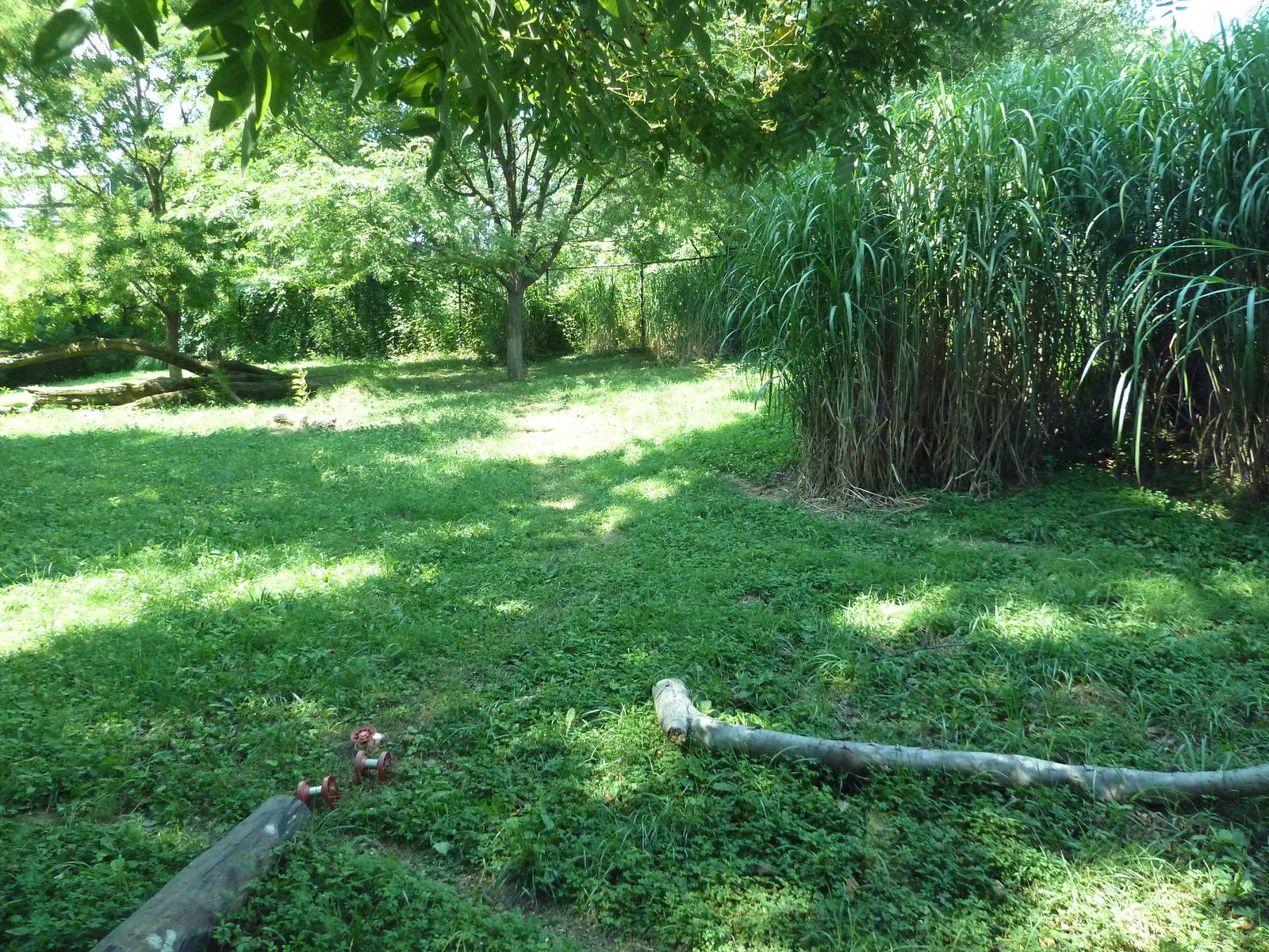 African Journey - Cheetah Exhibit