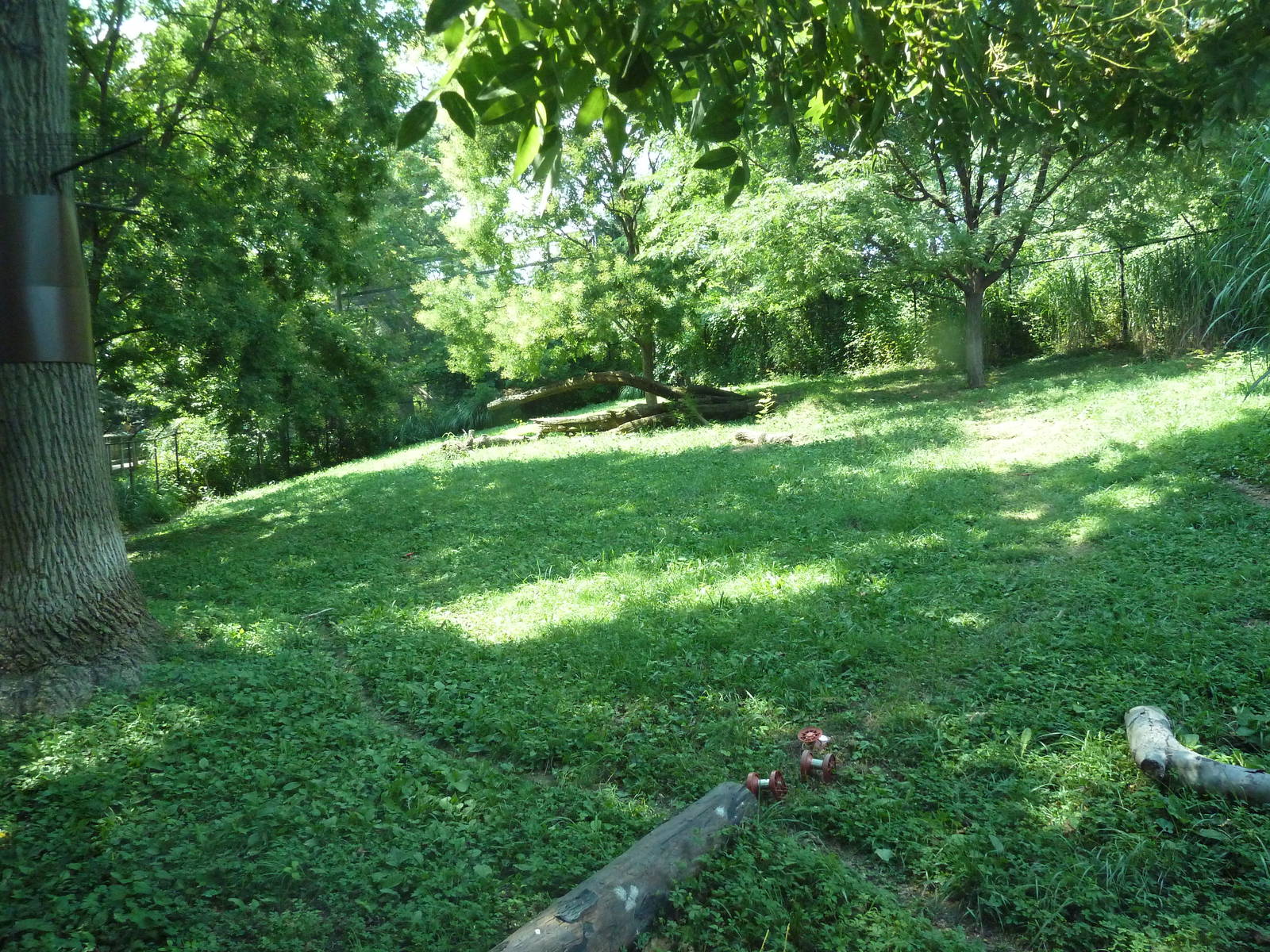African Journey - Cheetah Exhibit