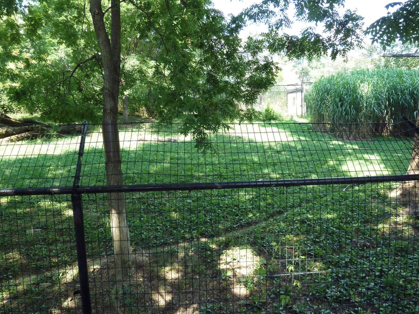 African Journey - Cheetah Exhibit