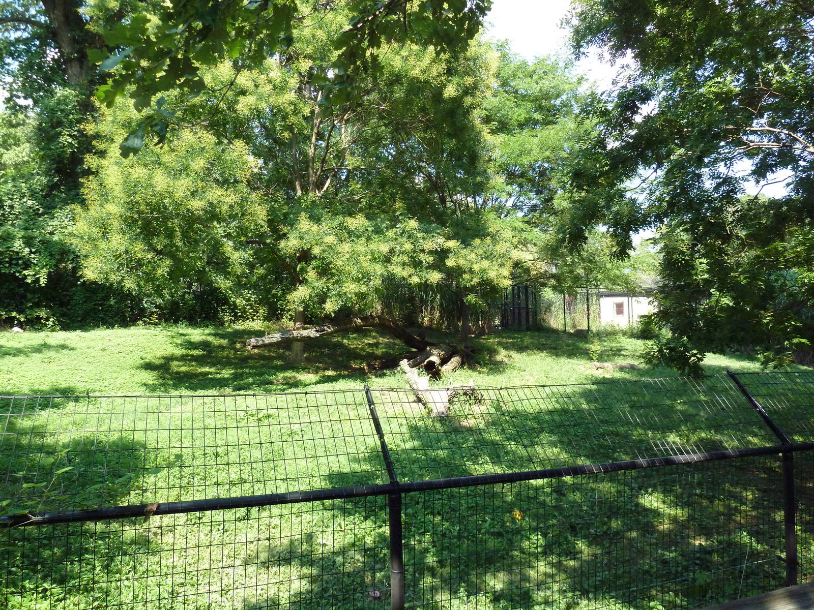 African Journey - Cheetah Exhibit