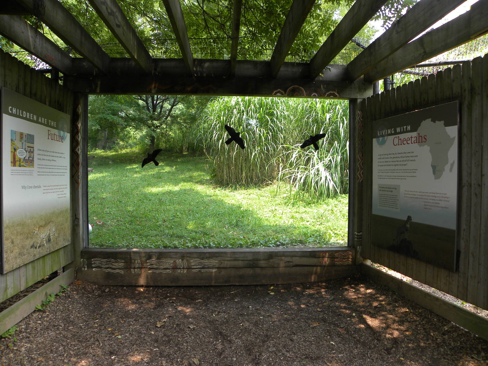 African Journey: Cheetah Exhibit