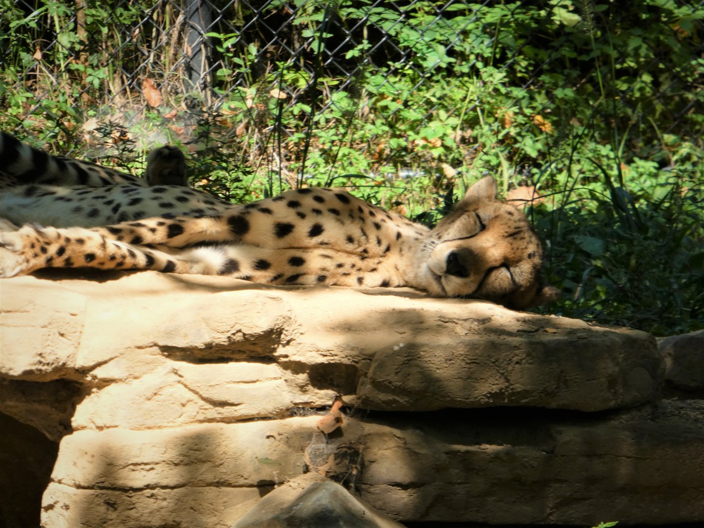 African Journey - Cheetah